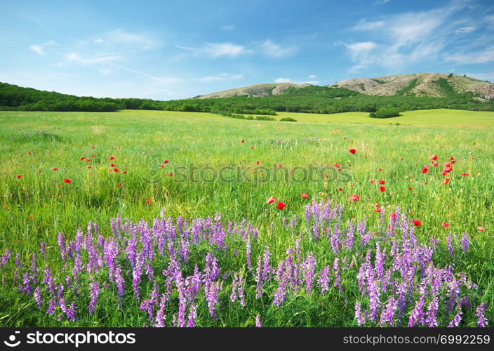 Spring meadow in meadow. Beautiful landscapes.