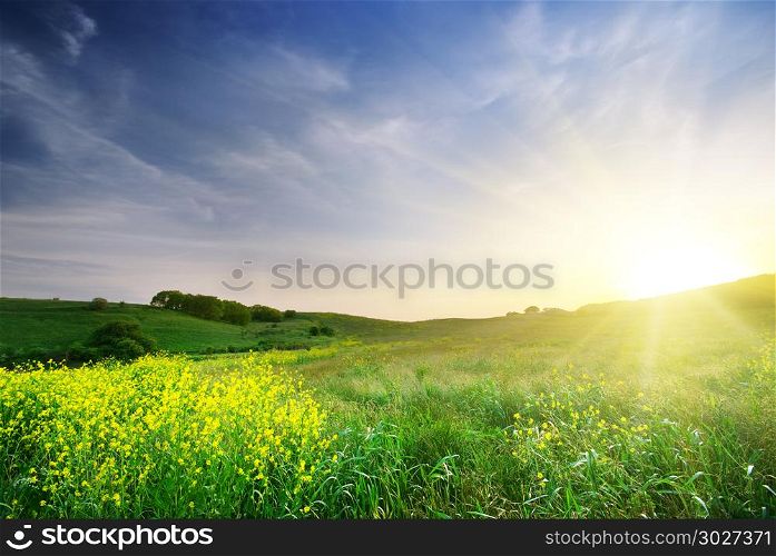 Spring meadow in mountain. Composition of nature.. Spring meadow