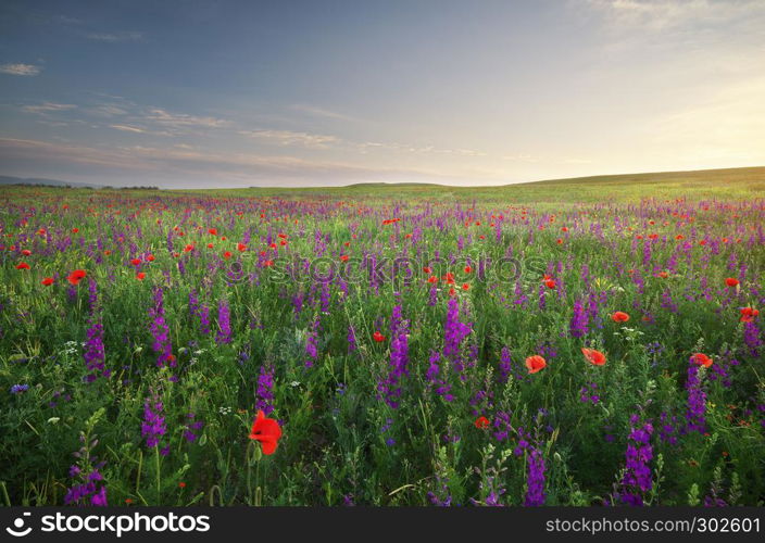 Spring meadow of flowers. Composition of nature.