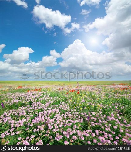 Spring meadow of flowers. Nature composition.
