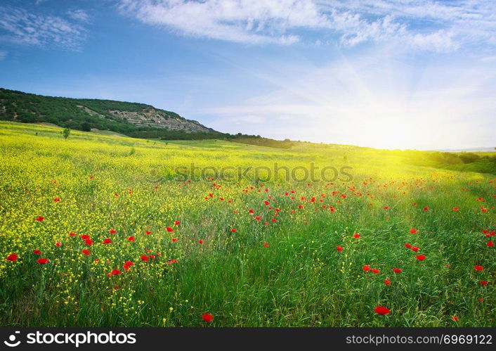 Spring meadow of flowers. Nature composition.