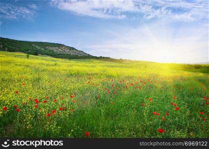 Spring meadow of flowers. Nature composition.