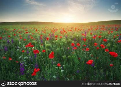 Spring meadow of poppies flowers. Composition of nature.