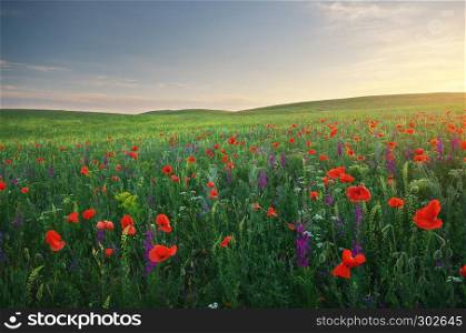 Spring meadow of poppies flowers. Composition of nature.