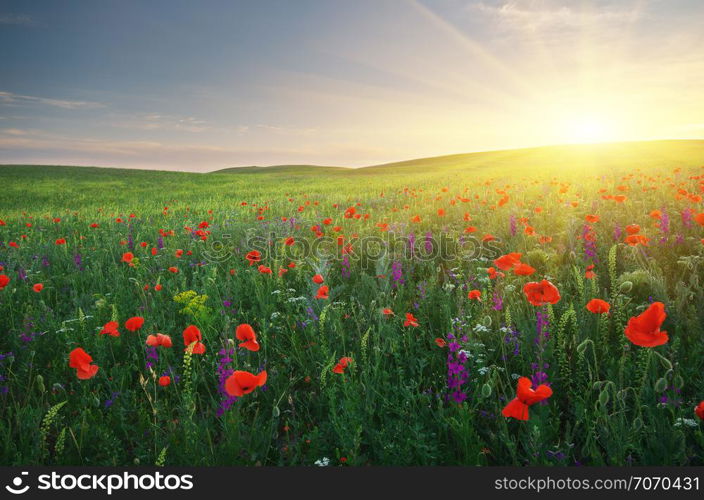 Spring meadow of poppies flowers. Composition of nature.