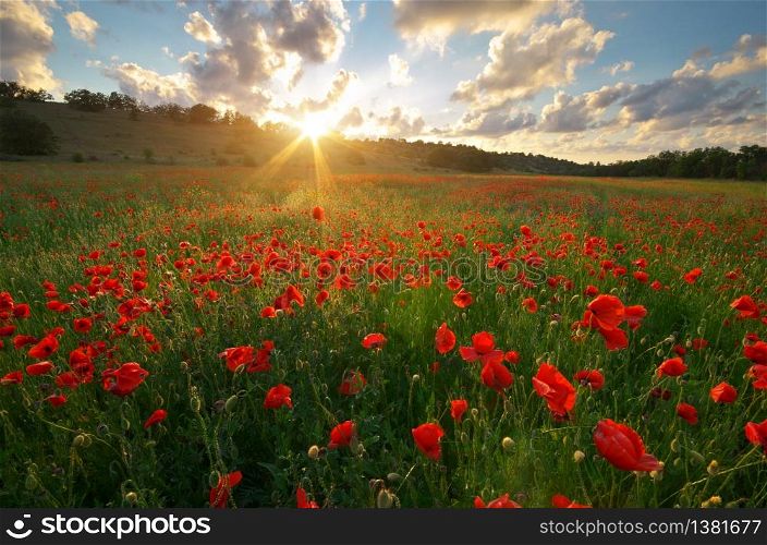Spring meadow of poppies. Sunset nature landscape composition.