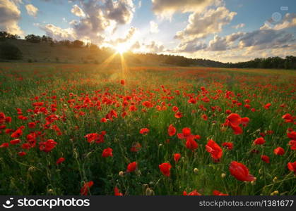 Spring meadow of poppies. Sunset nature landscape composition.