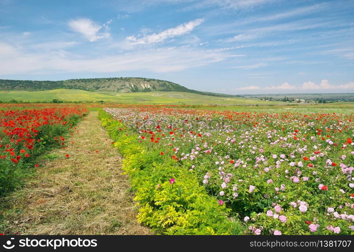 Spring meadow of poppy and rose. Nature composition.