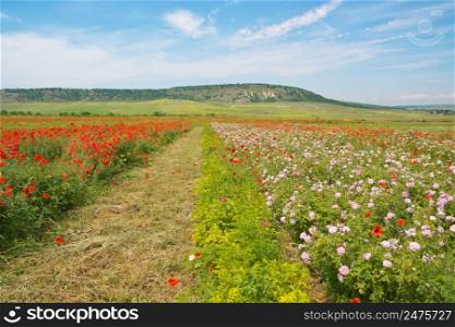 Spring meadow of poppy and rose. Nature composition.