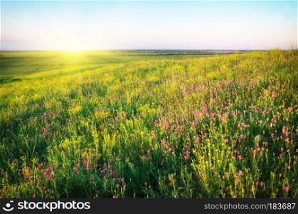 Spring meadow of violet flower. Nature composition.