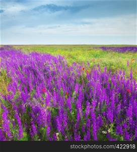 Spring meadow of violet flowers. Nature composition.
