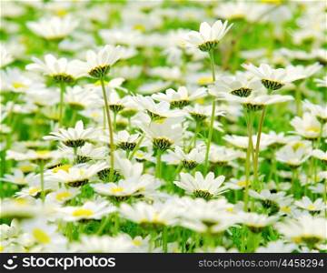 Spring meadow of white fresh daisy flowers, natural landscape