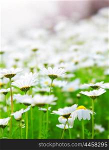 Spring meadow of white fresh daisy flowers, natural landscape, soft focus