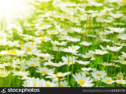 Spring meadow of white fresh daisy flowers with bright sun light, natural landscape