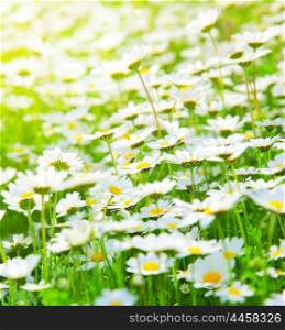 Spring meadow of white fresh daisy flowers with bright sun light, natural landscape