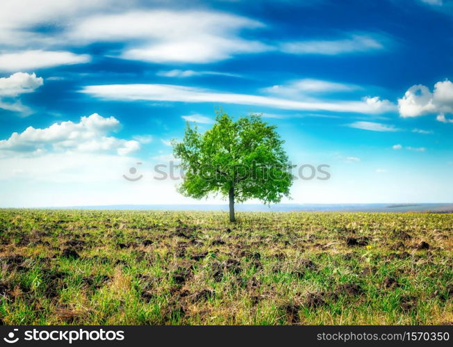 Spring meadow with big tree with fresh green leaves. Meadow with big tree