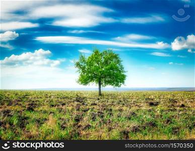 Spring meadow with big tree with fresh green leaves. Meadow with big tree