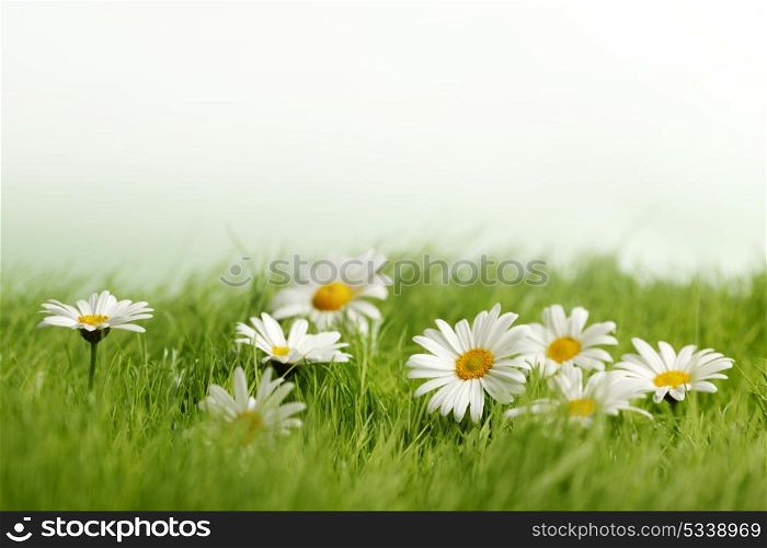 Spring meadow with daisies in grass isolated on white background
