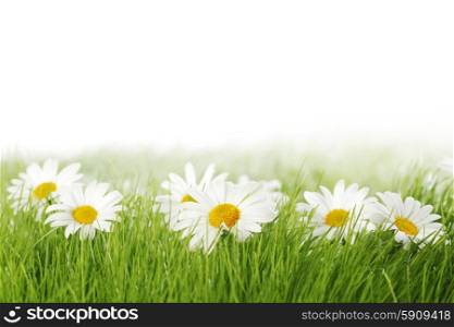 Spring meadow with daisies in grass isolated on white background. Spring meadow with daisies