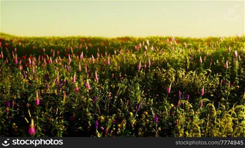 Spring meadow with flowers on sunset