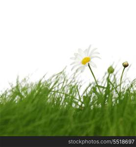 Spring meadow with grass and flowers isolated on white background