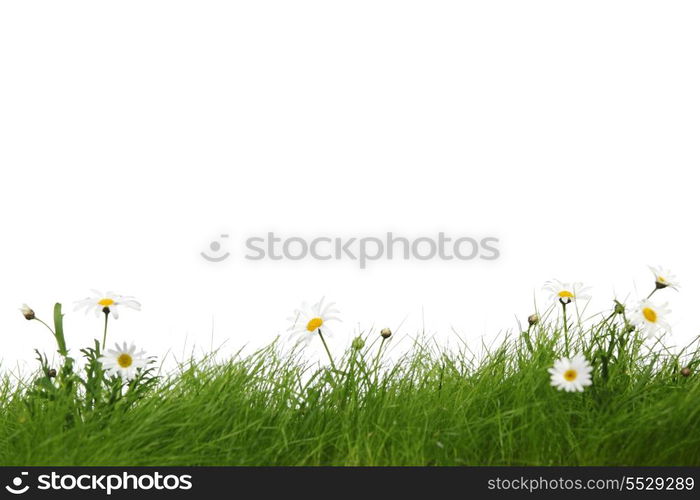 Spring meadow with grass and flowers isolated on white background