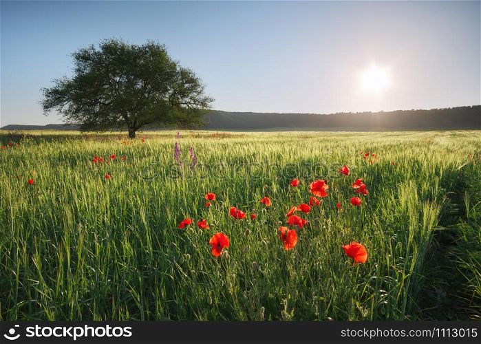 Spring meadow with wheat, poppies and tree. Nature landscape composition.