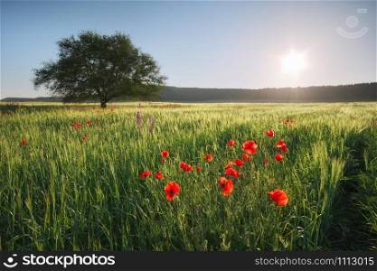 Spring meadow with wheat, poppies and tree. Nature landscape composition.