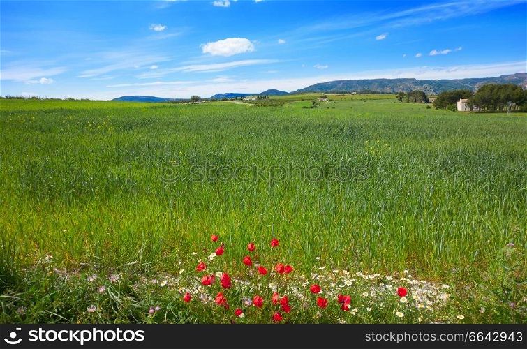 Spring meadows at Camino de Santiago Levante Saint James Way