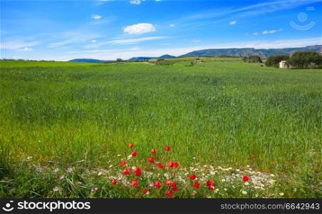 Spring meadows at Camino de Santiago Levante Saint James Way