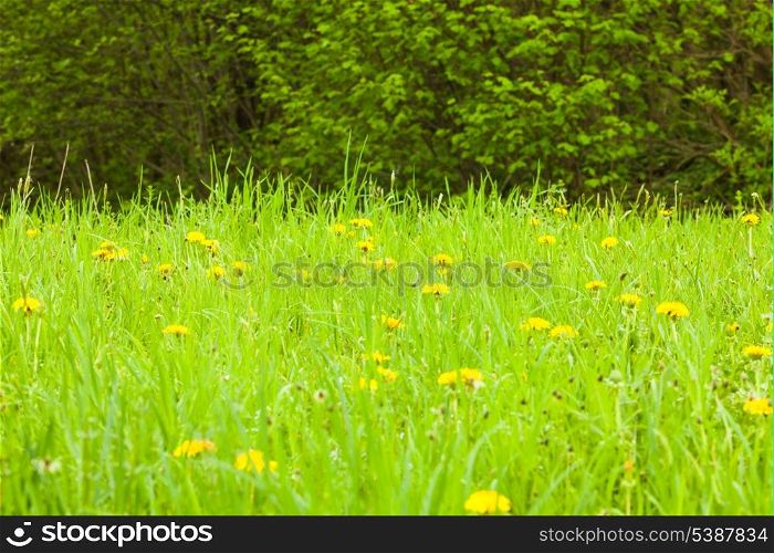 Spring meadows close up: green grass and dandelions