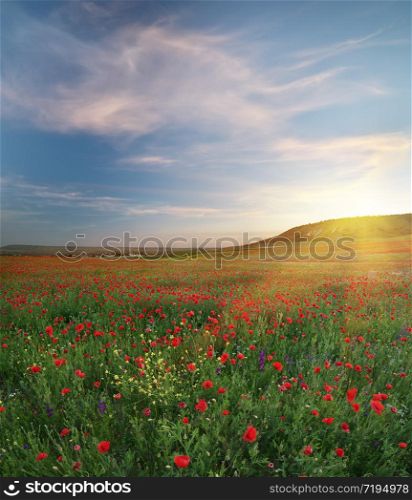 Spring medoaw of poppy flowers at sunset. Hi-resolution nature panorama composition.