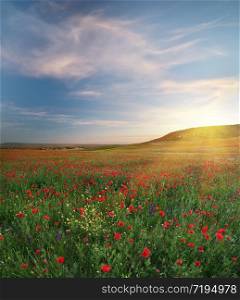 Spring medoaw of poppy flowers at sunset. Hi-resolution nature panorama composition.