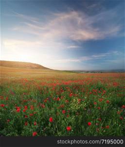 Spring medoaw of poppy flowers at sunset. Nature composition.