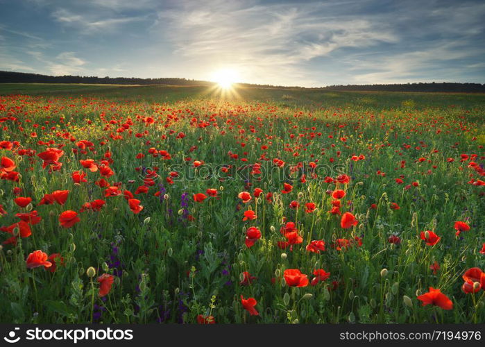 Spring medoaw of poppy flowers. Nature composition.