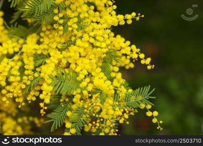 Spring Mimosa flowers. concept of spring season. symbol of 8 March, happy women&rsquo;s day. selective focus. copy space. acacia dealbata. copy space. Spring Mimosa flowers. concept of spring season. symbol of 8 March, happy women&rsquo;s day. selective focus. copy space. acacia dealbata. copy space.