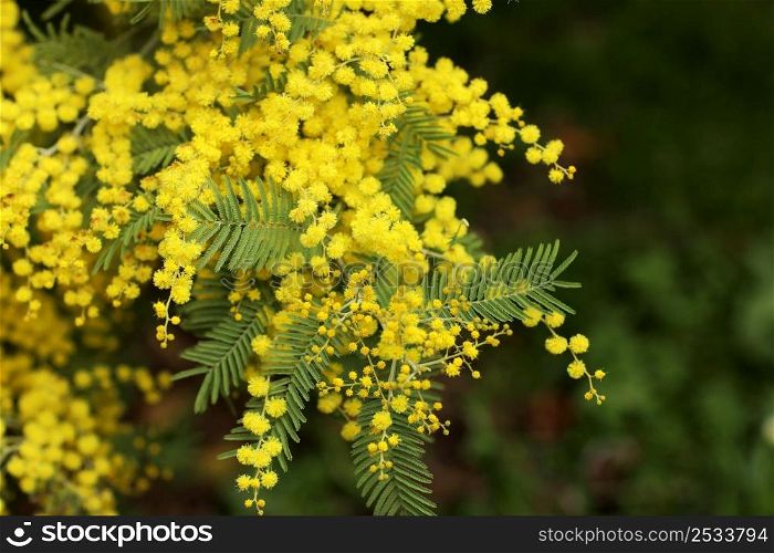 Spring Mimosa flowers. concept of spring season. symbol of 8 March, happy women&rsquo;s day. selective focus. copy space. acacia dealbata. copy space. Spring Mimosa flowers. concept of spring season. symbol of 8 March, happy women&rsquo;s day. selective focus. copy space. acacia dealbata. copy space.