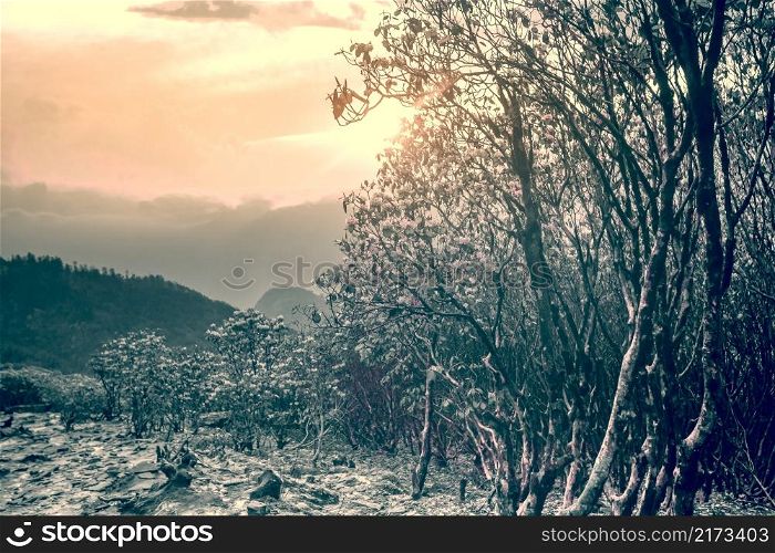 Spring misty mountain landscape with rhododendrons flowering trees. Trek to Everest Base Camp, Sagarmatha, Khumbu valley, Nepal. Dramatic evening scene. Vintage retro post processed. Blue toning. Spring misty mountain landscape with rhododendrons