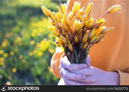 spring mood and feeling of freedom. girl holding a bouquet of yellow wild tulips