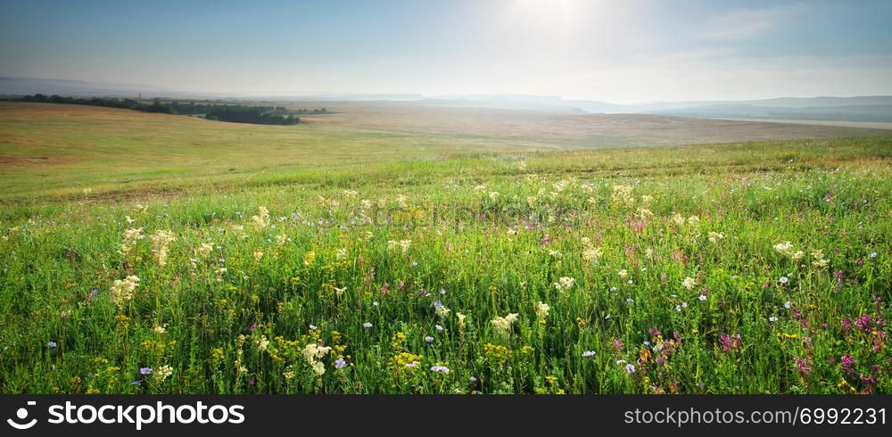 Spring morning in meadow of flowers. Composition of nature.