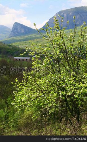 "spring mountains landscape and blossoming tree in foreground(rock "Sokolinuj Vzljot" (Falcon Flying up), near Sokolinoe village , Crimea, Ukraine)"
