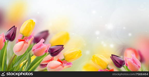 spring multicolored tulips on blue bokeh background banner. spring tulips on blue