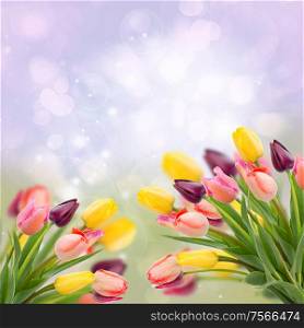 spring multicolored tulips on blue festive background. spring tulips on blue