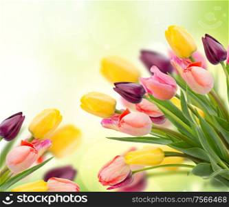 spring multicolored tulips on garden bokeh background. spring tulips on blue