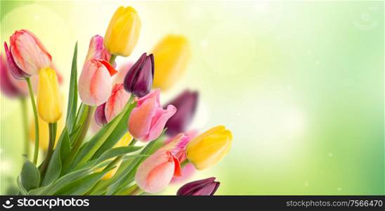 spring multicolored tulips on green garden bokeh background banner. spring tulips on blue