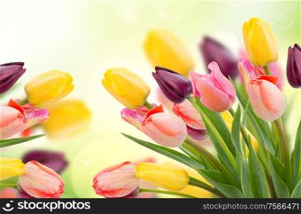 spring multicolored tulips on green garden bokeh background. spring tulips on blue