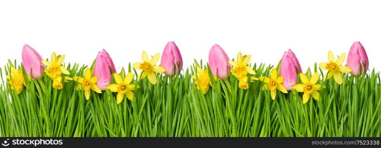 Spring narcissus and tulip flowers in green grass with water drops on white background
