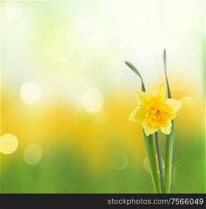 spring narcissus flower in garden on green bokeh background. spring narcissus garden
