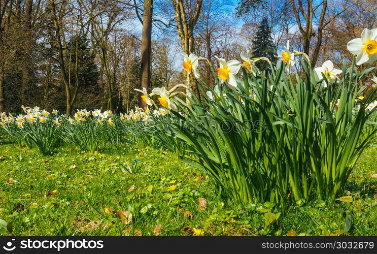 spring narcissus flowers. flowers in spring season