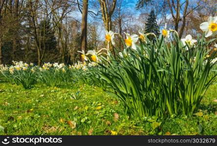 spring narcissus flowers. flowers in spring season